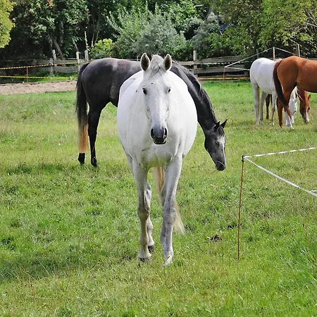 Gutshaus Zicker In Garz 펜션